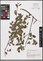 Foto von Salix aurita L.